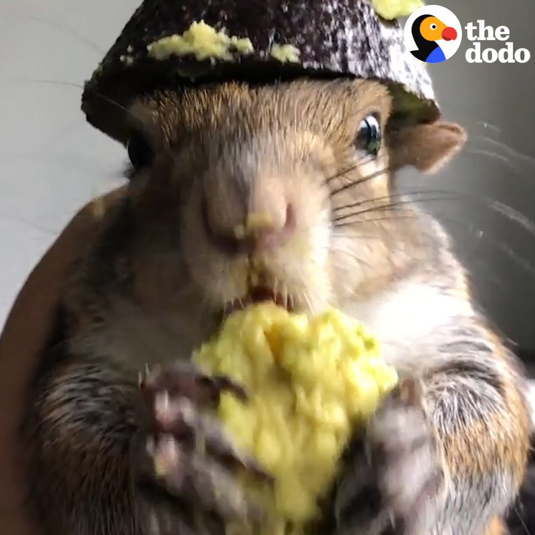 Just a squirrel loving an avocado π₯π