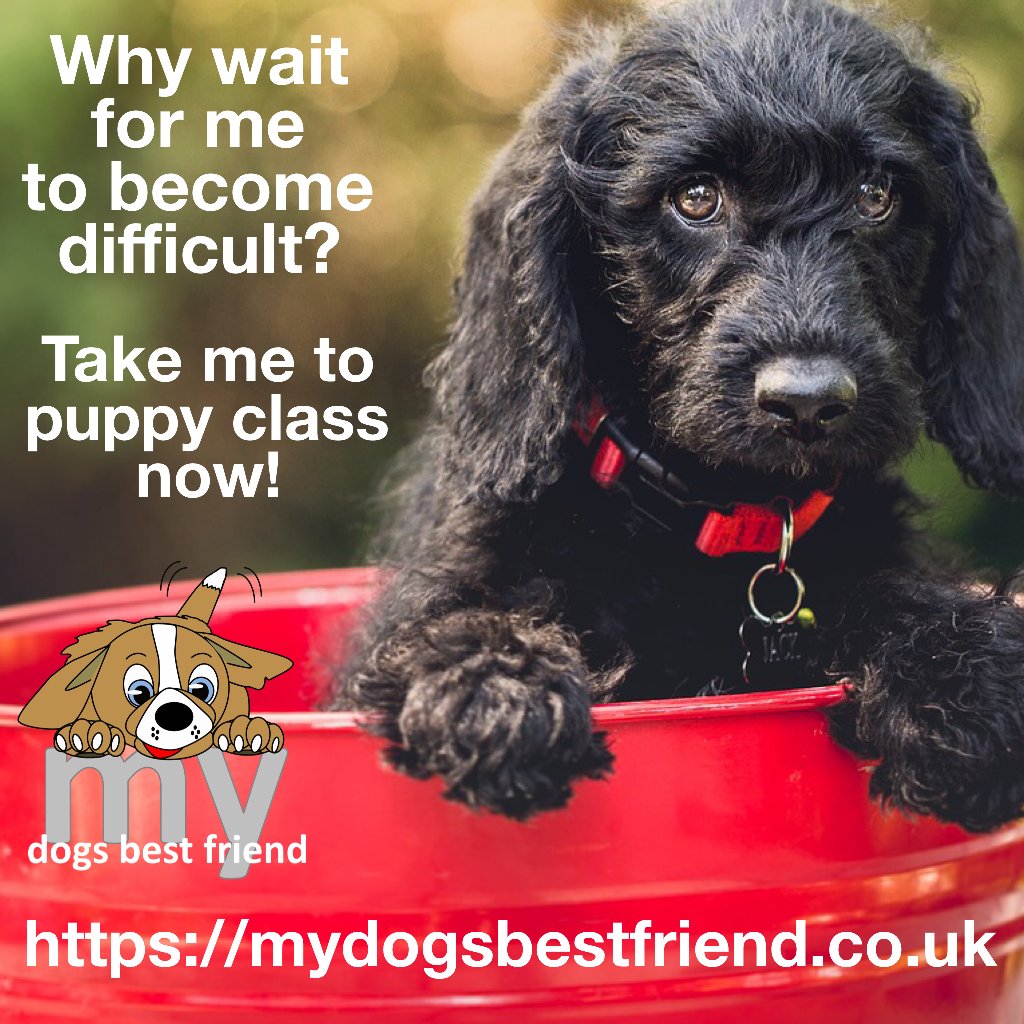my_dogs_bf's tweet photo. Don't wait for your best friend to become a handful - book your puppy class now and set your new best friend up for success. #learningwithchoice https://t.co/XtcpQJjAVN https://t.co/4FvvyCCSgx