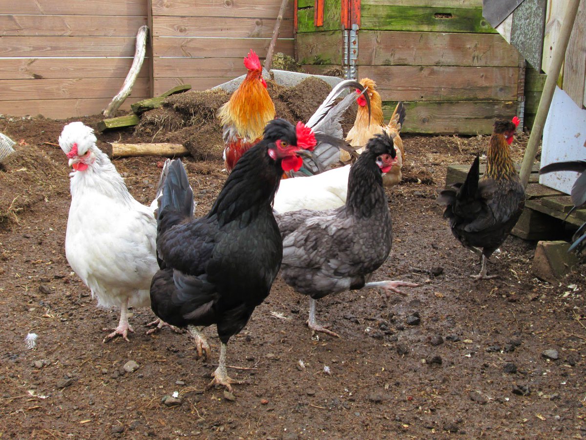 jamenta's tweet photo. "i have noticed that when chickens quit quarreling over their food they often find that there is enough for all of them i wonder if it might not be the same with the human race" ~Donald Marquis #ALM #c1933 https://t.co/uqLoo36jL5