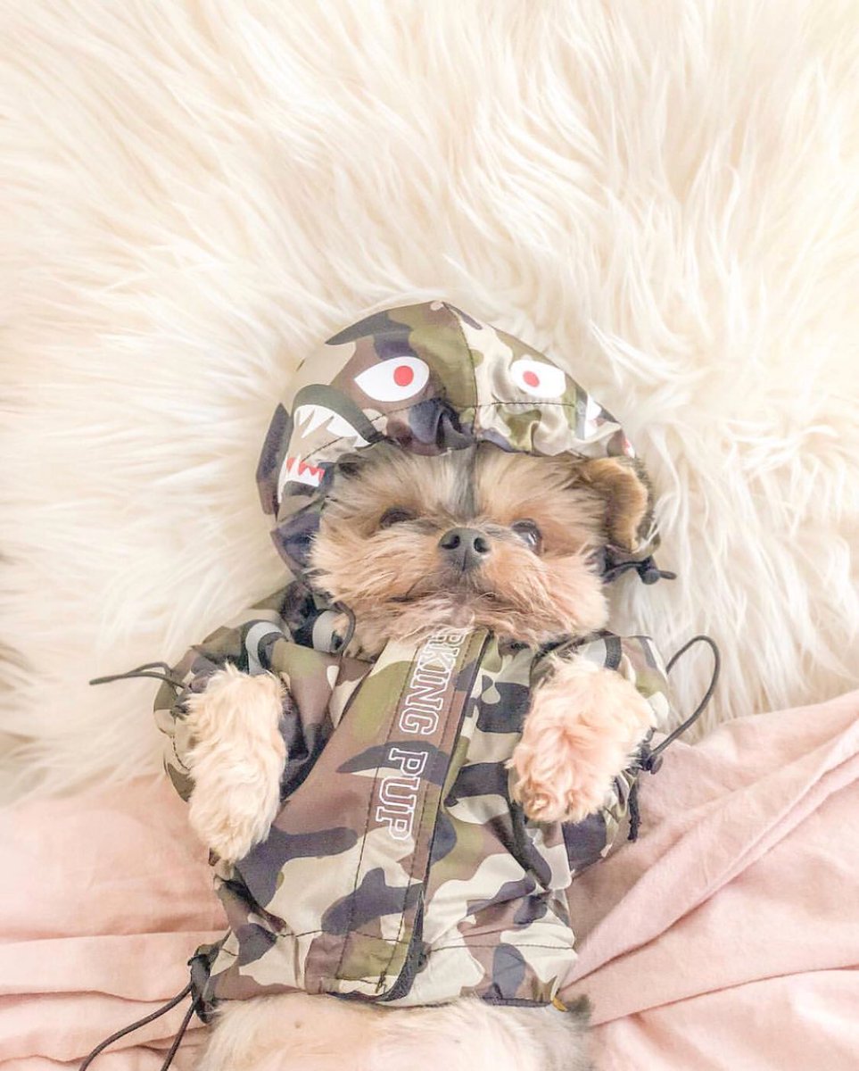 pawmainpets's tweet photo. Monday Mood 😴😴😴
📸: @duckytheyorkie
.
.
.
.
.
#HypeBeast #pawmain #pupreme #dogsoftwitter #hypebae #abarkingpup #hypedog #streetwear  #pawmain #fashion https://t.co/4akdNYQ92r
