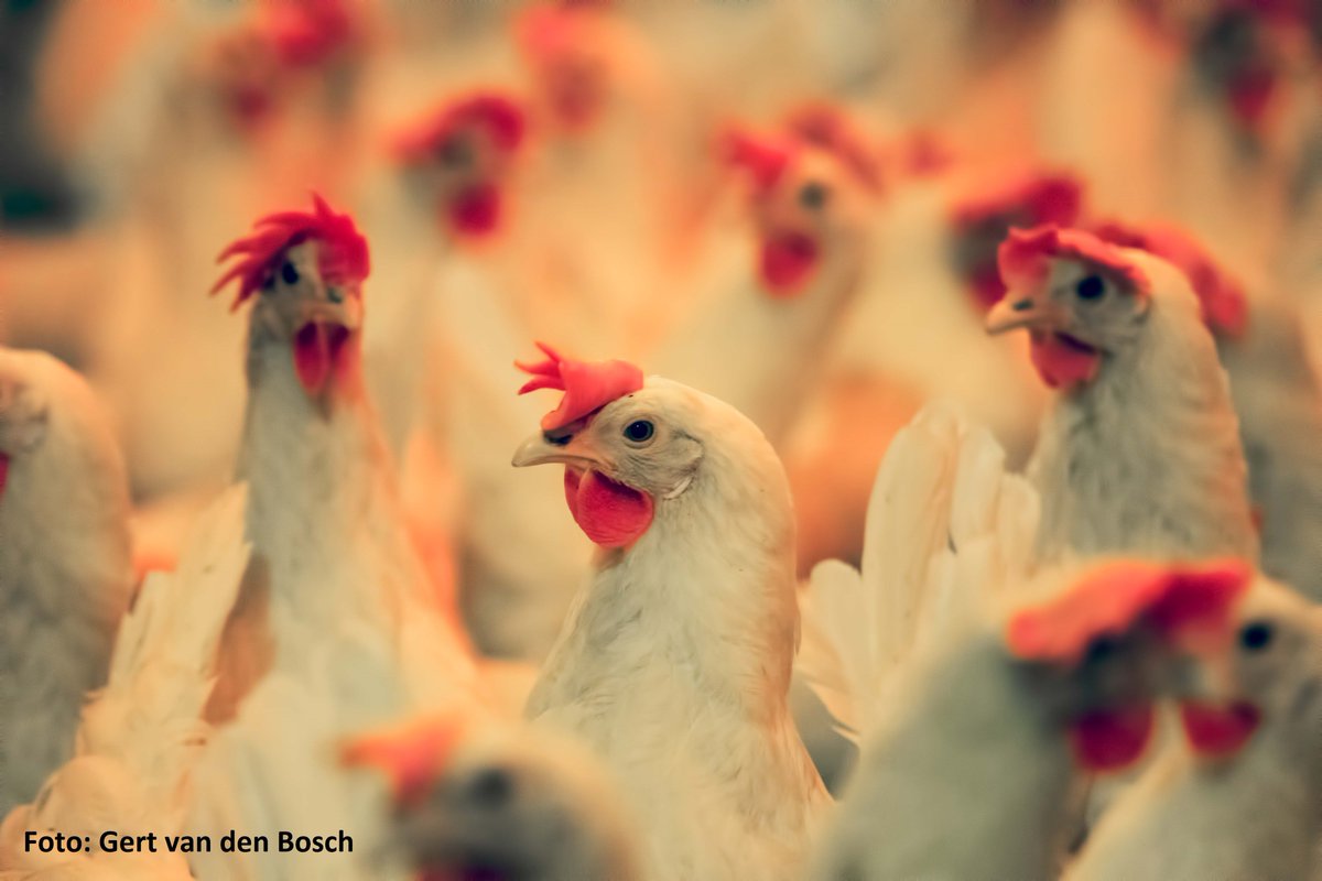 Agrivaknet's tweet image. Op 22 november organiseert Agrivaknet in samenwerking met Gezondheidsdienst voor Dieren, Schothorst Feed Research en @dinekerietveld een Masterclass Darmgezondheid &amp;amp; Voeding voor bedrijfsadviseurs in de leghennenhouderij. Voor meer informatie ga naar agrivaknet.nl