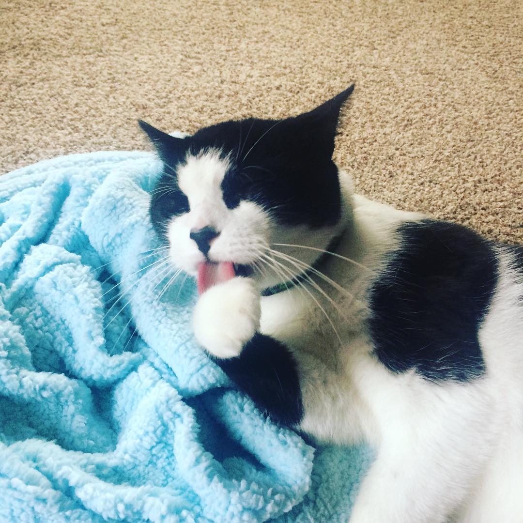 CatGenie's tweet photo. Rainy Monday mornings are for #BlanCat naps. https://t.co/MPUhXDhNvd
#catsoftwitter #catnaps #catbed https://t.co/wNTvPbxZVh