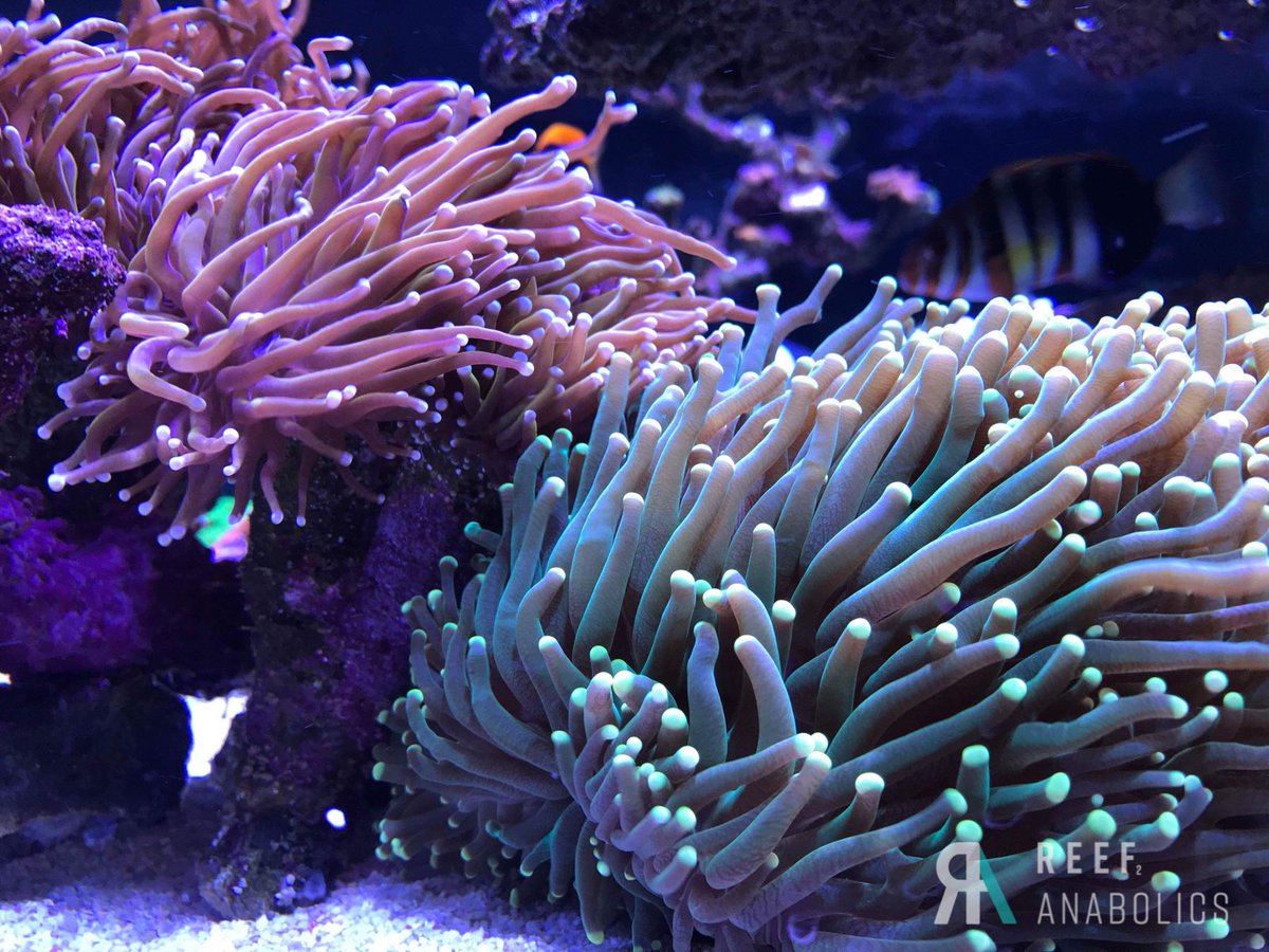 Reefanabolics's tweet image. Check this monster tank build out 😱😱

Fuelled by #reefanabolics 💪🏽😎
Complete Australian mixed reef tank 🇦🇺🇦🇺🌈

📷 Photos courtesy of Adrian Smith.

#SaltwaterAquarium #saltwaterfish #reeftank #coral #reef #aquarium #acropora #lpscoral #spscoral #reefbuilders #reef2reef