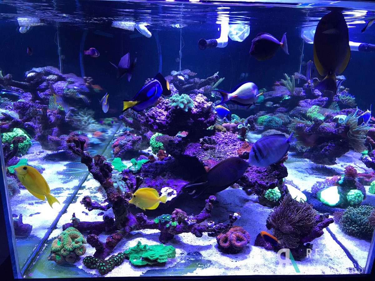 Reefanabolics's tweet image. Check this monster tank build out 😱😱

Fuelled by #reefanabolics 💪🏽😎
Complete Australian mixed reef tank 🇦🇺🇦🇺🌈

📷 Photos courtesy of Adrian Smith.

#SaltwaterAquarium #saltwaterfish #reeftank #coral #reef #aquarium #acropora #lpscoral #spscoral #reefbuilders #reef2reef