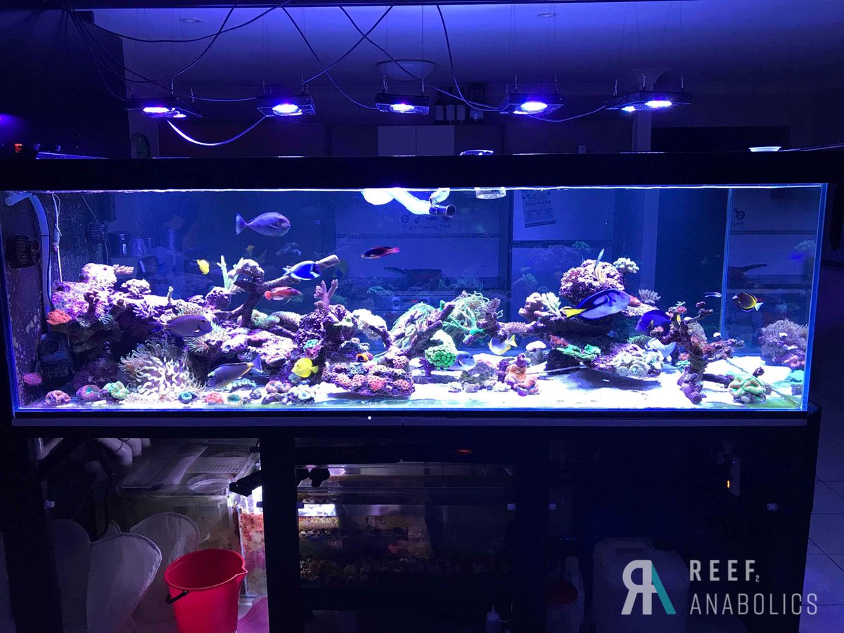 Reefanabolics's tweet image. Check this monster tank build out 😱😱

Fuelled by #reefanabolics 💪🏽😎
Complete Australian mixed reef tank 🇦🇺🇦🇺🌈

📷 Photos courtesy of Adrian Smith.

#SaltwaterAquarium #saltwaterfish #reeftank #coral #reef #aquarium #acropora #lpscoral #spscoral #reefbuilders #reef2reef