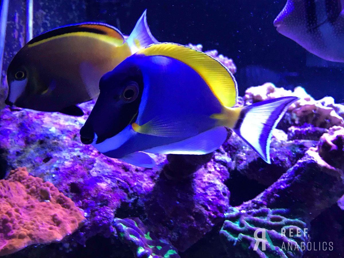 Reefanabolics's tweet image. Check this monster tank build out 😱😱

Fuelled by #reefanabolics 💪🏽😎
Complete Australian mixed reef tank 🇦🇺🇦🇺🌈

📷 Photos courtesy of Adrian Smith.

#SaltwaterAquarium #saltwaterfish #reeftank #coral #reef #aquarium #acropora #lpscoral #spscoral #reefbuilders #reef2reef
