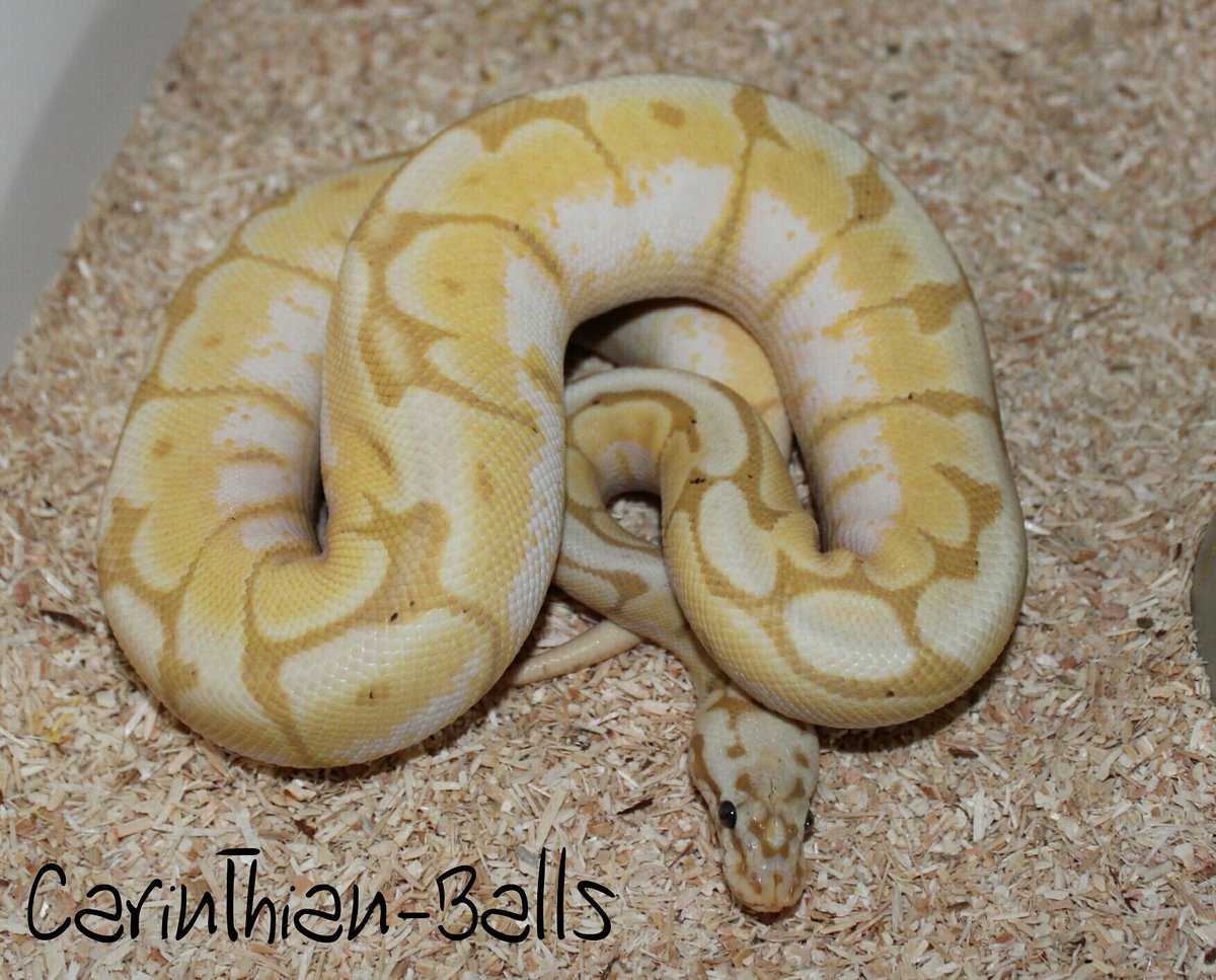 CarinthianBalls's tweet photo. Abzugeben
0.1 Bumblebee Coral glow Nz17
#ballpython #python #regius #coralglow #bumblebee #Pastel #Spider #snake https://t.co/LlFYUDSqAh