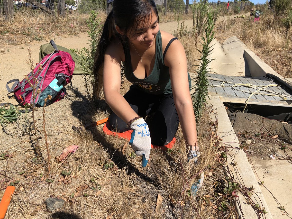 jtnguyen17's tweet photo. Weeded out some invasive English plantain! Also found a little buddy in the weeds 😆 #conservationbioUSF https://t.co/9ASa9CERse