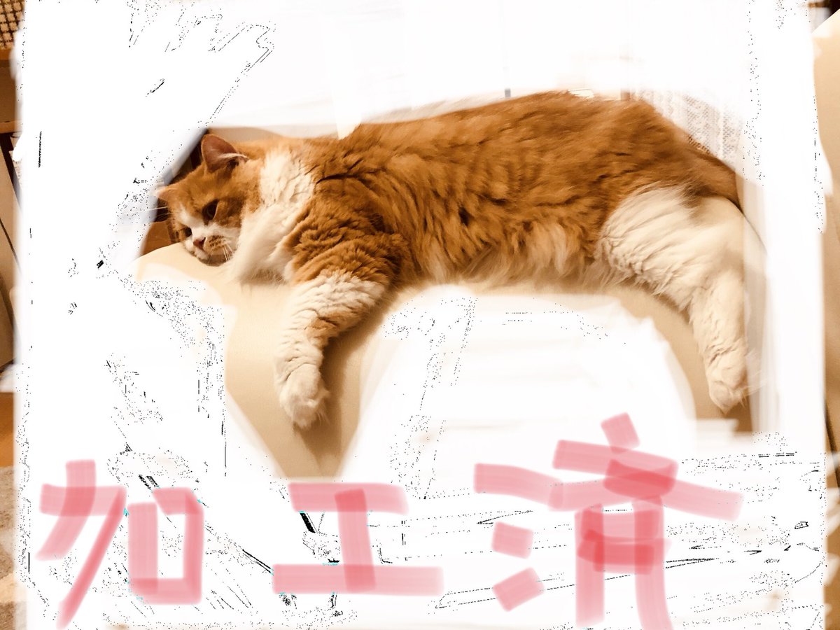 今井麻美 Bs11のanison Days リアルタイムで観て すっっっっごい疲れました笑 癒されたくて飼い猫のグレミー カミーユと悩んで グレミーと名付けられた猫です を呼んだけど キャットタワーの上から私を蔑んで見ています 挙動不審すぎたか 酒井さん