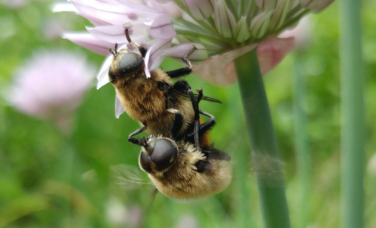 MrSavva's tweet photo. A pair of bumble bee mimicking flies from earlier this year. They liked the chives, as did many other #pollinators and #bees. https://t.co/67q9x4YYYt