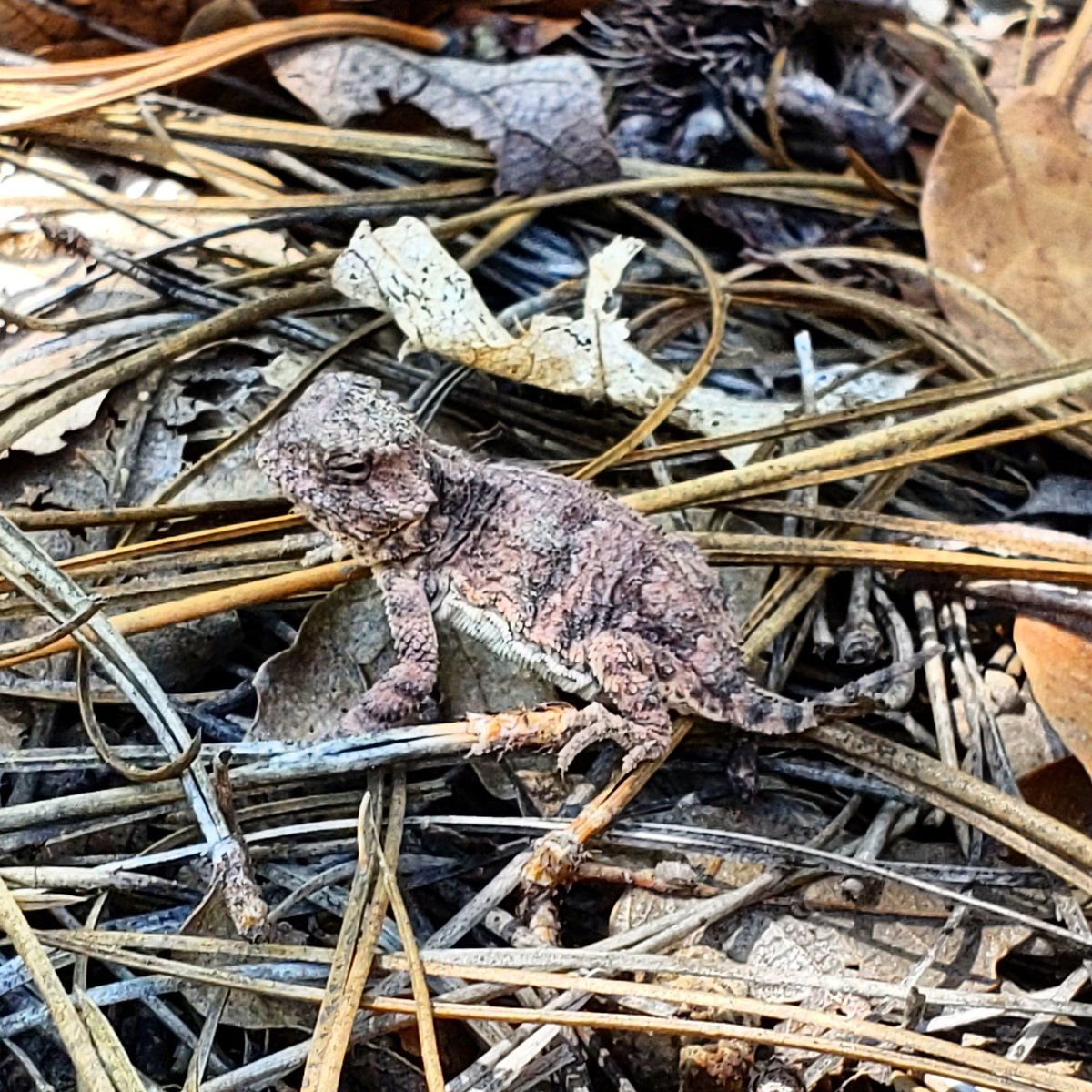 randomroger's tweet image. #dosomethingcreative everyday this little guy was in our yard yesterday