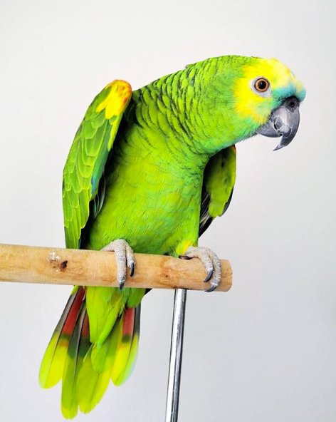 amazonsandgreys's tweet photo. Tara wants to play. 

https://t.co/Z5uw9RJ7lG

#parrot #parrots #instaparrot #instaparrots #parrotsofig #birds #bird #cute 
#bluefrontedamazon #amazonparrot #amazonbird #bluefronted #groceries #cute #adorable #sweet #shoppingcart #cart #shopping #fun https://t.co/qOkNsgn7KO