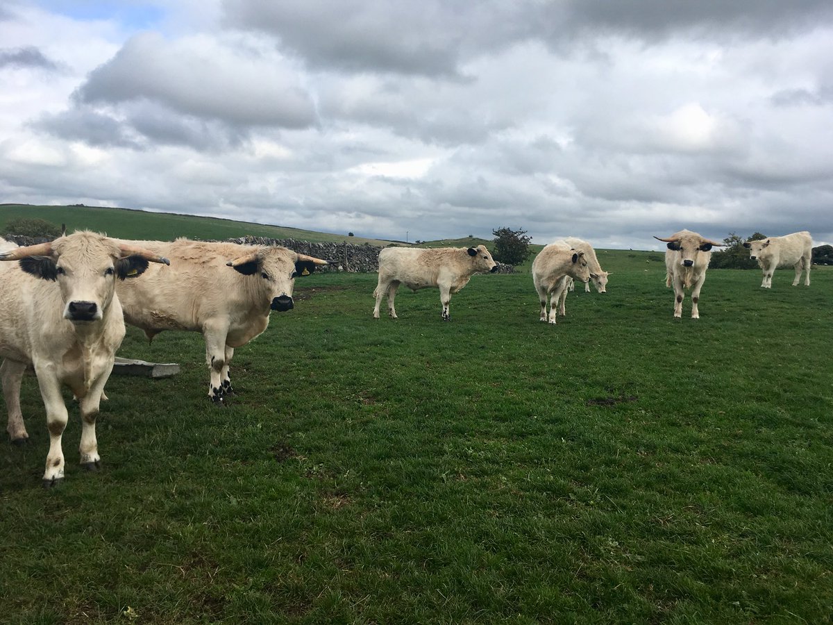 In the heart of the Peak District, selecting from these stunning White Parks
