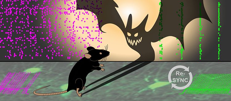 UNIGEnews's tweet photo. Schizophrénie: des chercheurs de @UNIGEnews ont rétabli la #synchronisation des réseaux #neuronaux défectueux de l’hippocampe, et sont parvenus à supprimer certains #symptômes comportementaux associés à la #schizophrénie, même à l'âge adulte! https://t.co/7EMrWJIMT8 https://t.co/kwfUGPgMb9