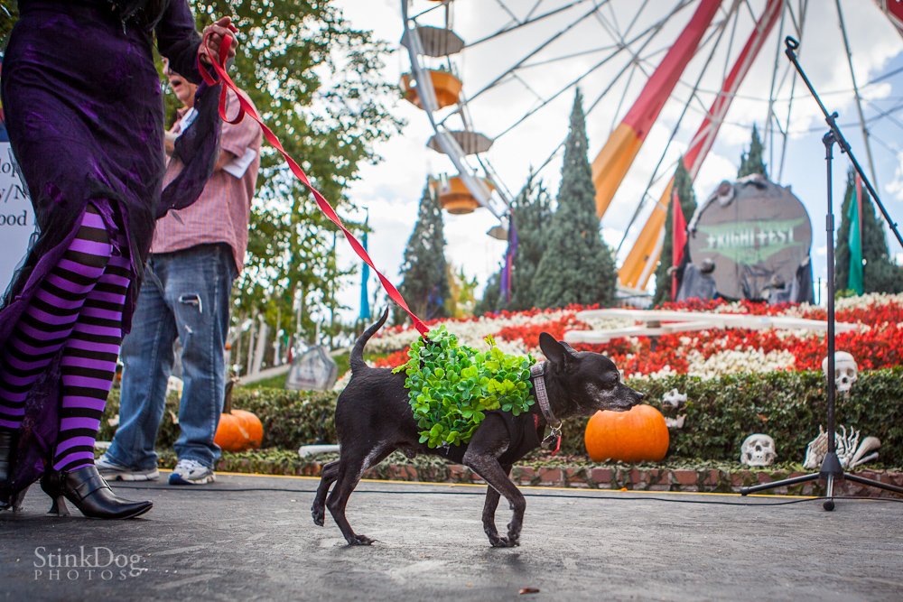 ElitchGardens's tweet photo. Registration is now open for the 20th Annual Fright Fest Pet Parade benefiting @PawsCoTeam! Register today - https://t.co/iZwAsdOQa1 #ElitchGardens #PawsCo https://t.co/LAeJ5zUWpR