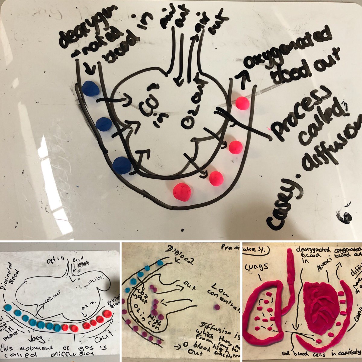 MrMattPE's tweet photo. Had great fun with yr 9 creating an interactive diagram of ‘Gaseous exchange’ using @PlayDoh following a bit of flipped learning RT if useful #gotitfirsttime @PE4Learning @Damian_PE10 @MrWPE @LessonToolbox @MrBenPE https://t.co/dWGVNc1EHy