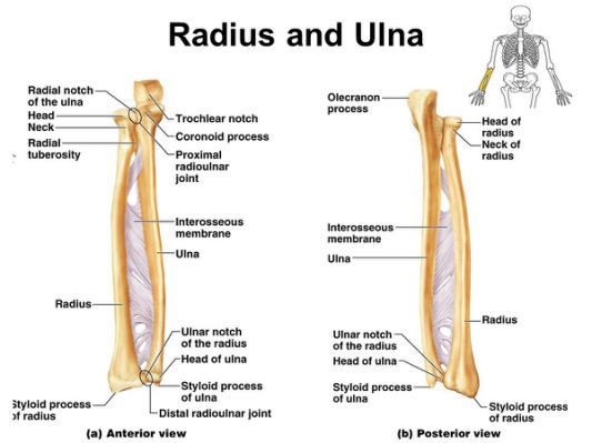 Radius And Ulna Anatomy - Anatomy Drawing Diagram