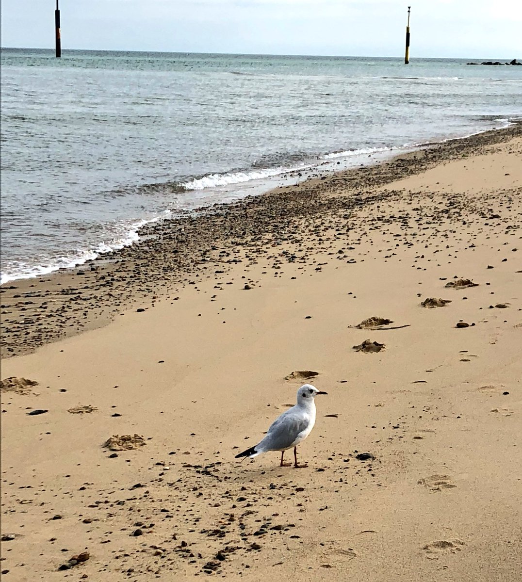 Made a new friend today! A baby gull! Called him bob &amp; he followed me about for ages! Must laugh like a demented mother seagull or something 🤣🤣