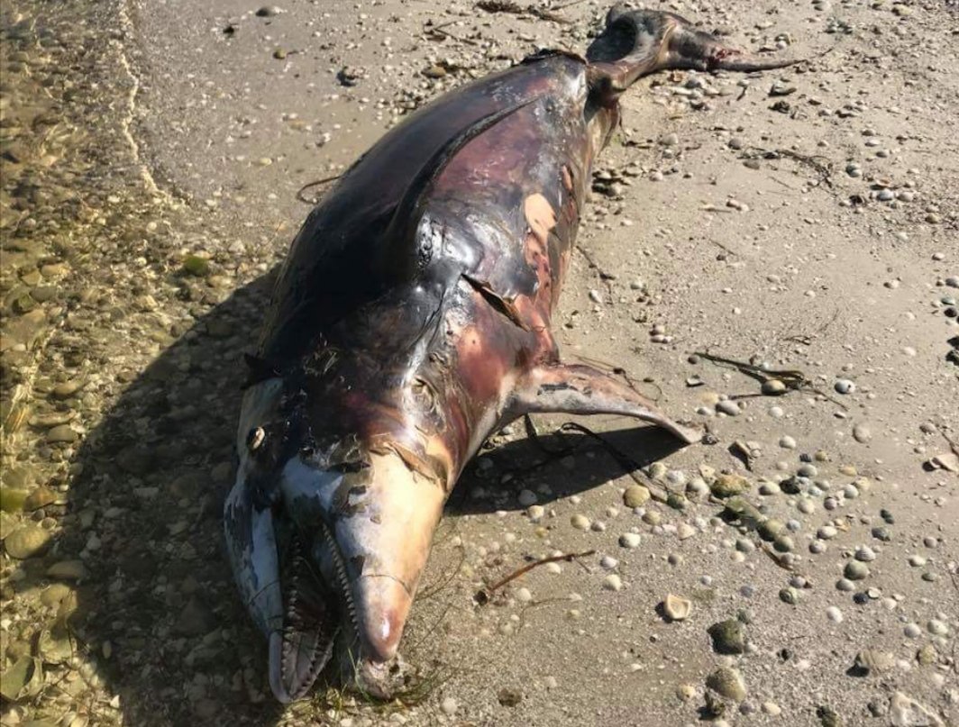 lauraroyfink's tweet photo. @FlaDems @AndrewGillum @ChrisKingFL We desperately need help in SWFL.The beaches are toxic, air quality is poor. We can't BREATHE and no one cares. Marine life is washing up dead on the beaches. The local economy is suffering. Please HELP! #toxic18 #redtide #cleanwatertribe #SWFL #andrewgillum https://t.co/3aVkjlQHqf