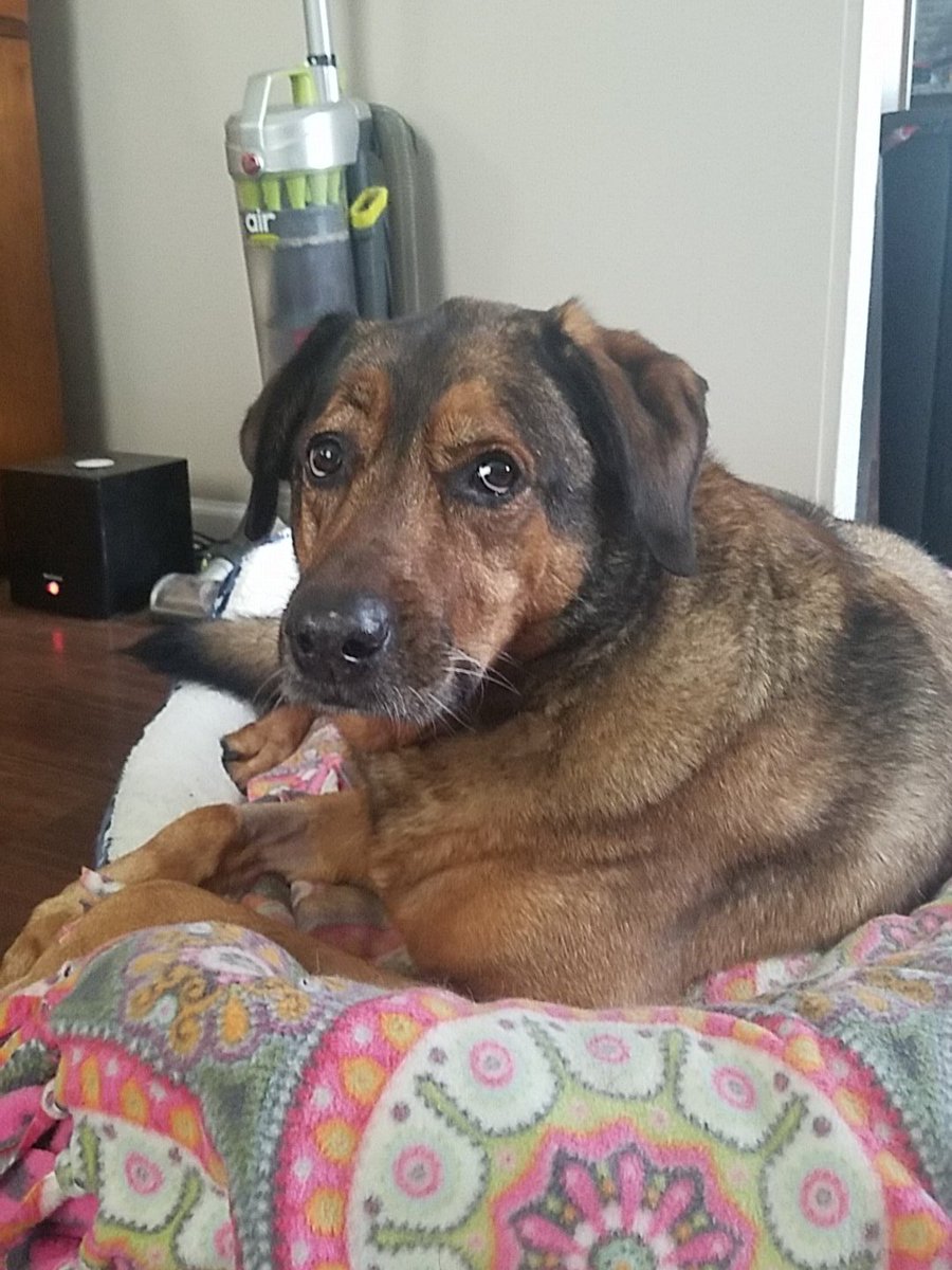 pearlsandprozac's tweet image. Woooow ok. I just figured out that Apollo only likes to lay in his bed if I make it up for him. I wonder where he learned that lol.
#dogsoftwitter #dogs #muttsoftwitter #Lab #GermanShepherd