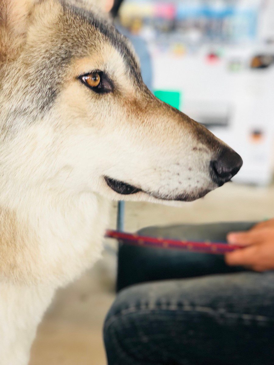 こゆき 絵みたいにかっこいい猛虎 狼 狼犬 Wolfdog