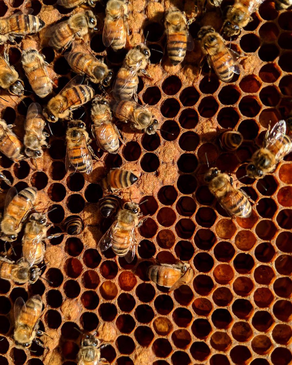 Un-bee-lievable! OKW’s office is buzzing with excitement, check out these shots our resident beekeeper Melissa Toops snapped this weekend at her urban beehive in Avondale!