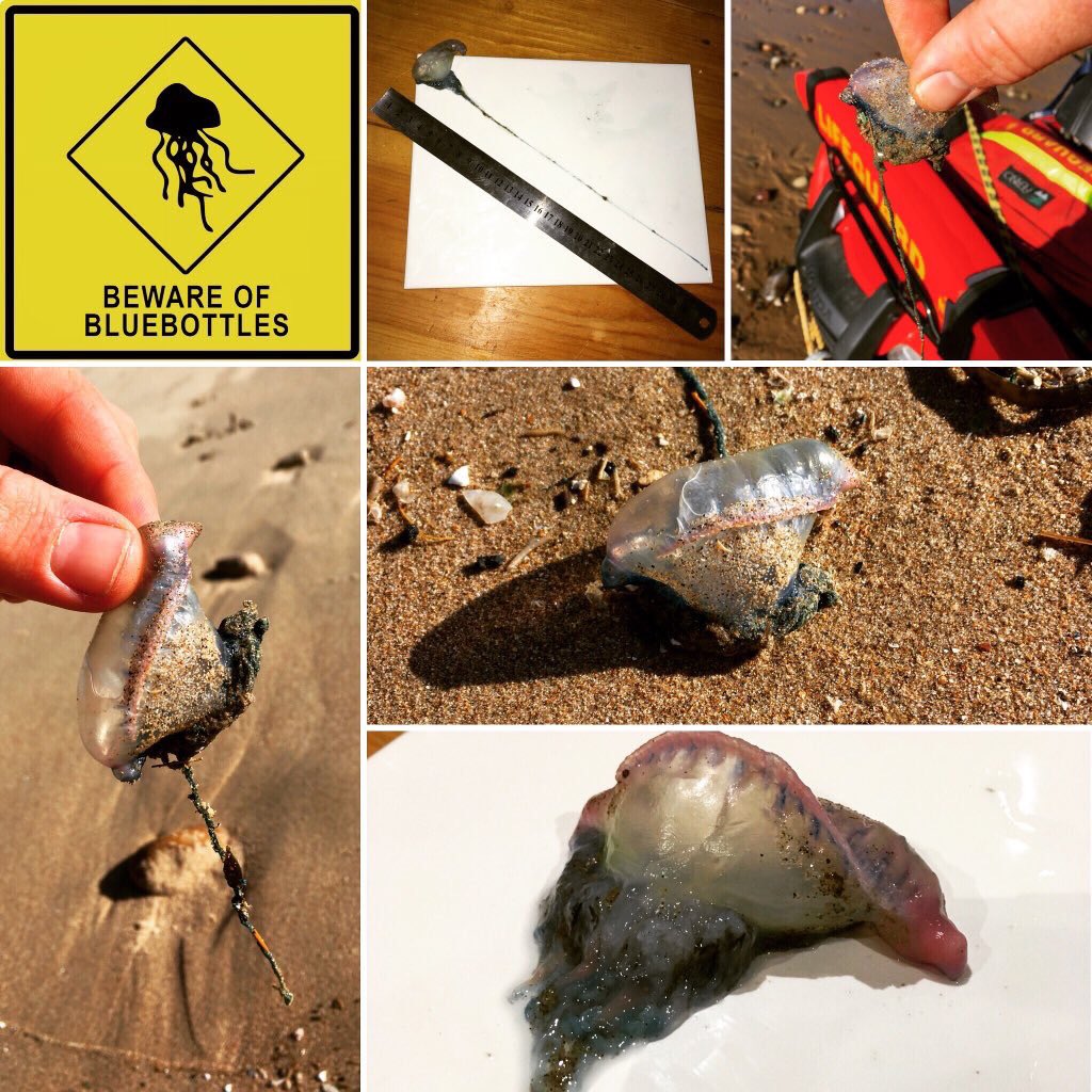 KenfigSandsSLSC's tweet photo. Looking back to this time last summer, loads of these little devils were blown off course by #StormBrian and found their way onto #Sker & #Kenfig Sands. #Porthcawl #Bridgend #ManOWar #MarineStingers https://t.co/nxT3DwVoCJ