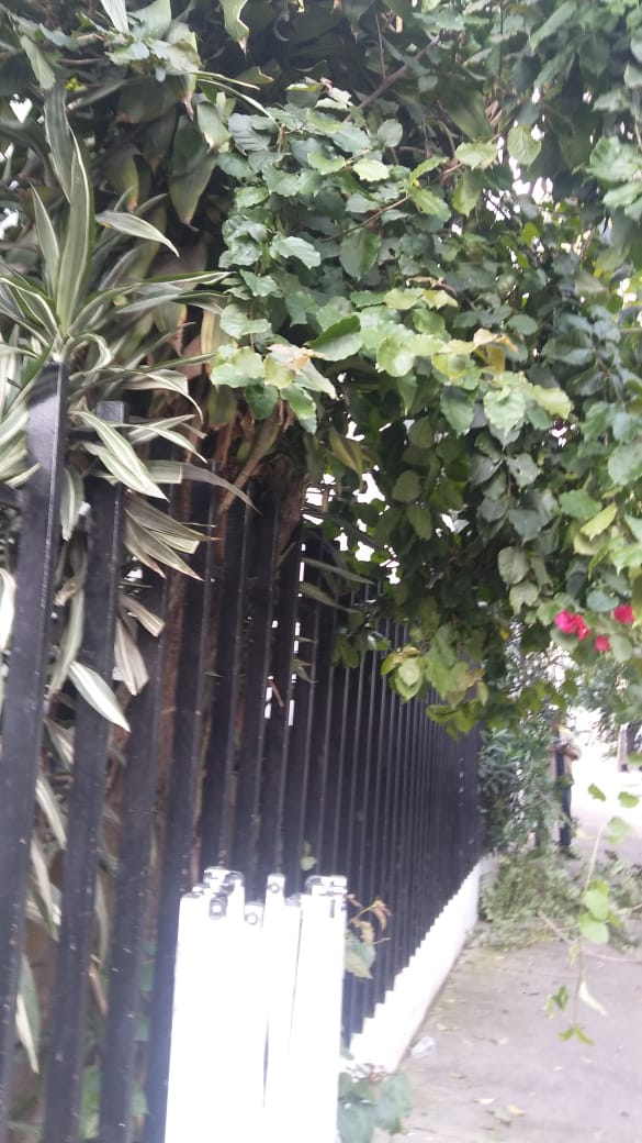 DTepitoGuerrero's tweet photo. Atendiendo #SolicitudVecinal, se realizó poda en calle Zarco colonia @LaGuerreroDF @DelCuauhtemoc. https://t.co/QU7uUbDXLf