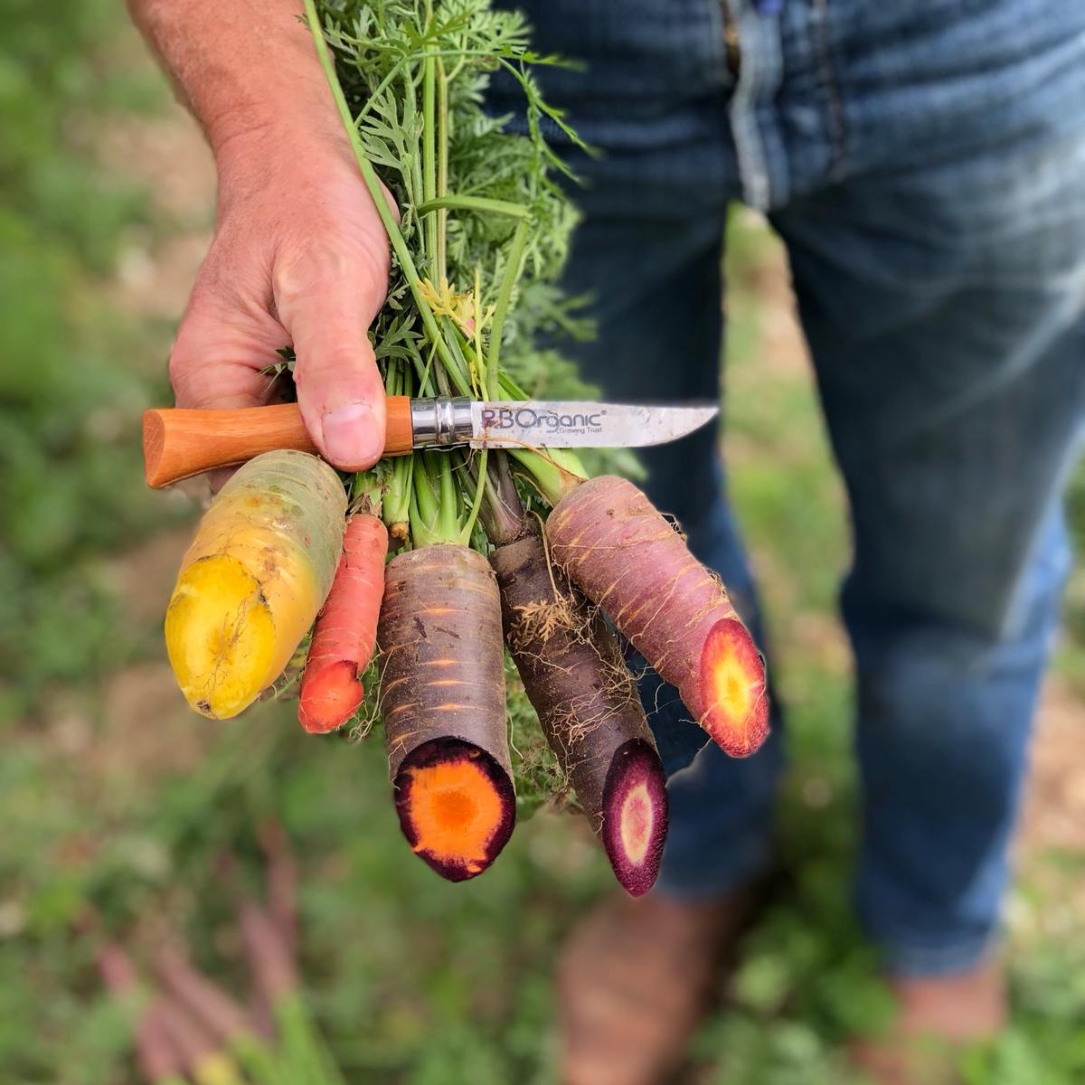 Who says carrots have to be orange...?! #OrganicSeptember #organic #fresh #carrots #rainbow #neat #farming #freshproduce #grownwithlove