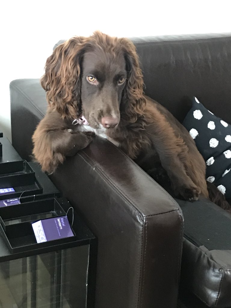 Christie_We's tweet photo. @casperthehunter She’s a real chiller❤️ https://t.co/IGurUk96nh