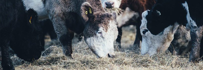 animalprofiling's tweet image. An insightful article on the issue of pregnancy in your heifers. Key considerations associated with the desire to have your heifers bred and calving at the most optimal time, but also the negative consequences of unwanted pregnancies animalprofiling.com/blog/issue-of-…