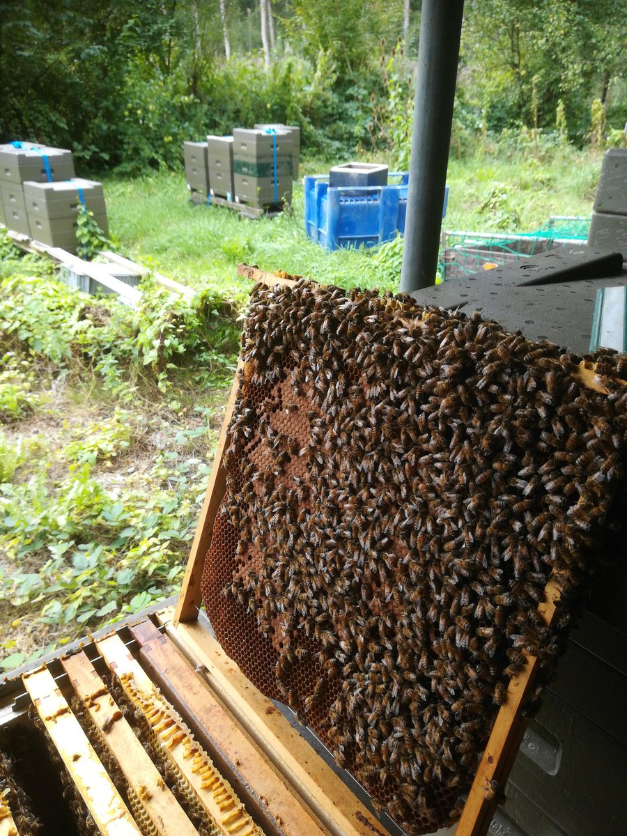 Deflevobij's tweet image. Gistermiddag lekker met de bijen bezig geweest. Ik heb de laatste honingkamers eraf gehaald. De volken even nagekeken of er genoeg broed aanwezig is, en dat is er gelukkig. Ik heb bij een paar volken ook nieuwe koningin op het volk gezet, omdat de oude minder begon te leggen.