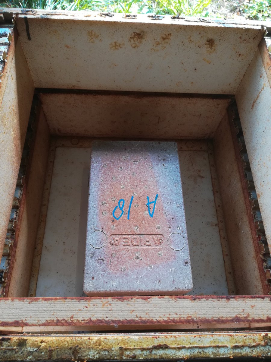 Deflevobij's tweet image. Gistermiddag lekker met de bijen bezig geweest. Ik heb de laatste honingkamers eraf gehaald. De volken even nagekeken of er genoeg broed aanwezig is, en dat is er gelukkig. Ik heb bij een paar volken ook nieuwe koningin op het volk gezet, omdat de oude minder begon te leggen.