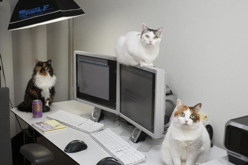 KredoSolutions's tweet photo. How to Treat Your Buyers Like Cat Videos https://t.co/RaR3EkoCz9 https://t.co/WMap6KbqvJ