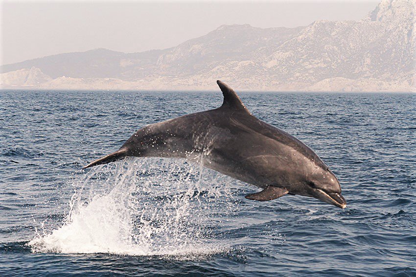 TurmaresTarifa's tweet photo. RT AETCadiz: ¡Nuestros amigos de DestinoCadiz nos cuenta todo sobre TurmaresTarifa ! 🐬🐋 Entra en su #web y saca partido a toda nuestra #provincia 😍👉 https://t.co/QqX1Q7mi0p 

#Turismo #Cadiz #CadizTurismo #DestinoCadiz #Turmares #SociosAETC #Turismo… https://t.co/fNaGgetoA5