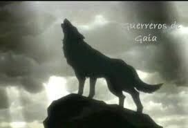 Alma de Lobo tweet media