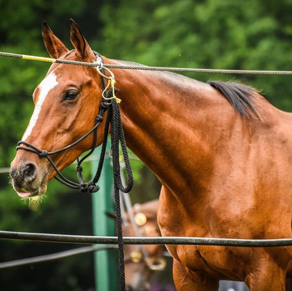 cowdraypolo's tweet photo. As we enter the final week of yet another fantastic season at Cowdray Park, we wanted to take a moment to celebrate the powerhouses of the game, the real stars of the show, the wonderful #polo ponies! 📸@hccruden #HorseHour https://t.co/fnoI6q2V0T