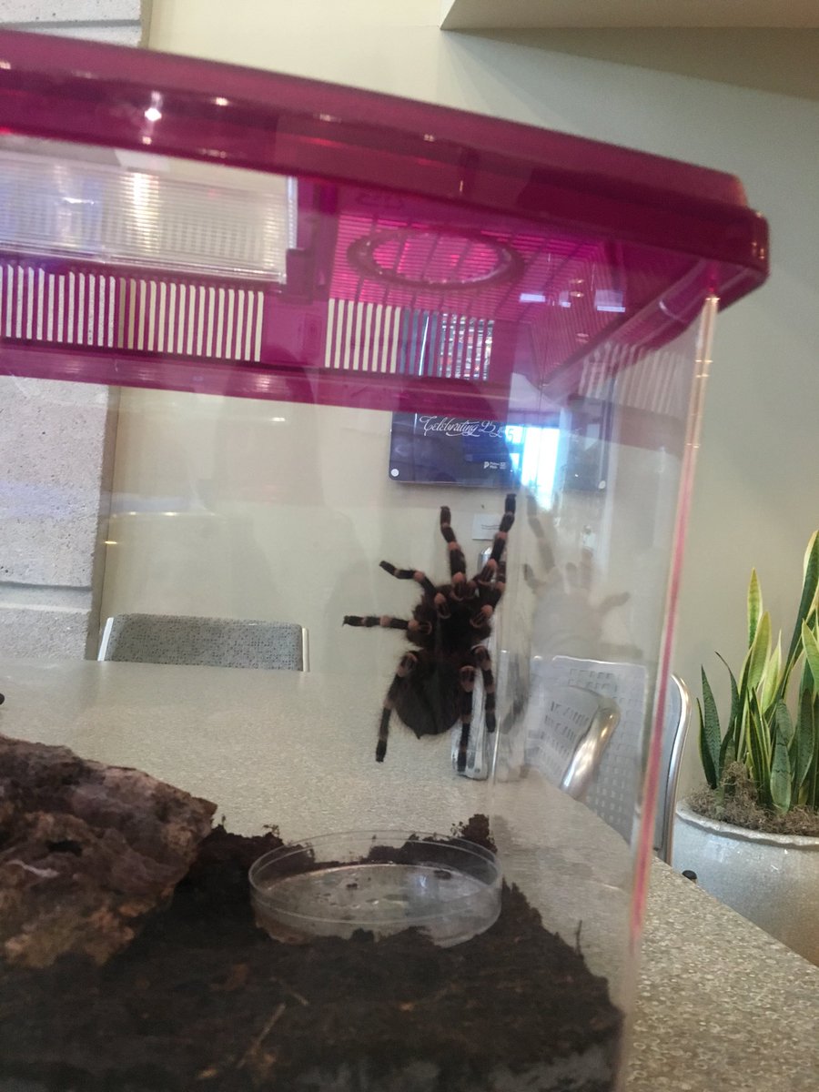 michellemackey's tweet image. Coming up at :37 past on The @weathernetwork 🕷 #FallForecast