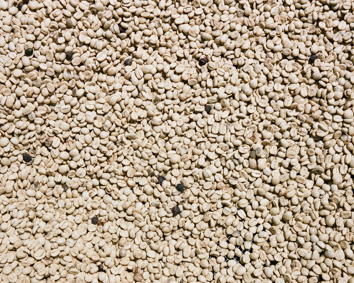 Beans drying under the sun at Utengule Coffee Farm, Tanzania. acton.org/tgs #coffee #thegoodsociety #economics