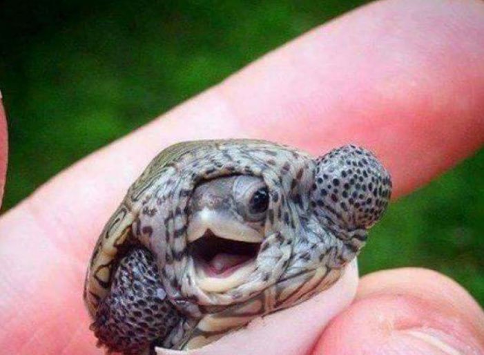 HisSubLady's tweet image. When his uncut penis sees you're about to give him a blowjob