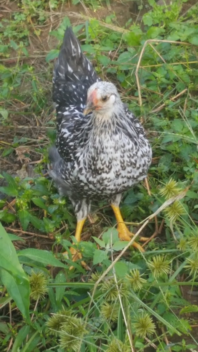 nancyhacker's tweet image. Baby chicks gettin big