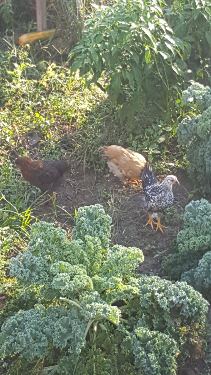 nancyhacker's tweet image. Baby chicks gettin big