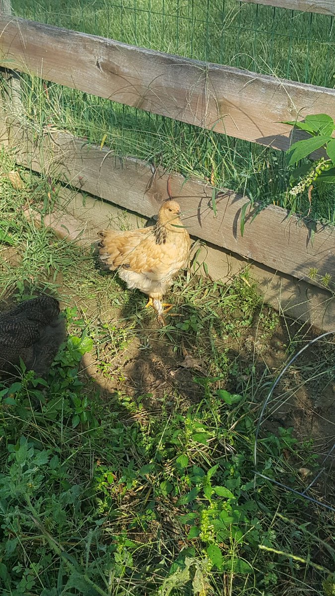 nancyhacker's tweet image. Baby chicks gettin big