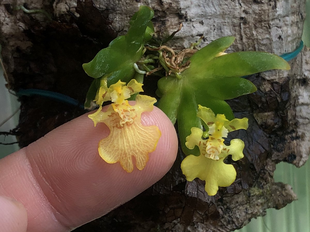 MichaelBenedito's tweet photo. #Psygmorchis pusilla, from Central/South America. I’ve been told this species dies after flowering but this one is 4 years old and blooms every year. It produced two fans from the original plant. I was waiting for both flowers to be open, but the second one took too long to open! https://t.co/4fhIlx274q