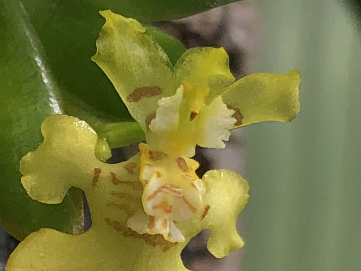 MichaelBenedito's tweet photo. #Psygmorchis pusilla, from Central/South America. I’ve been told this species dies after flowering but this one is 4 years old and blooms every year. It produced two fans from the original plant. I was waiting for both flowers to be open, but the second one took too long to open! https://t.co/4fhIlx274q