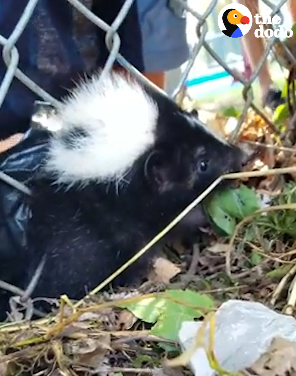 The Dodo (@dodo) on Twitter photo 17/01/2019 03:08:00 These people just found a skunk — who got himself stuck in a fence 😱 These people just found a skunk — who got himself stuck in a fence 😱