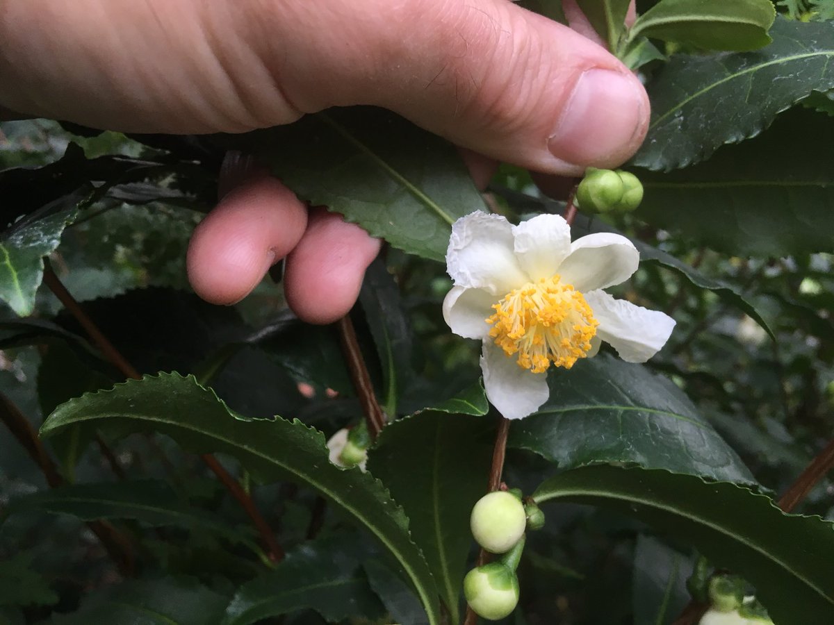 Theaceae Hashtag On Twitter