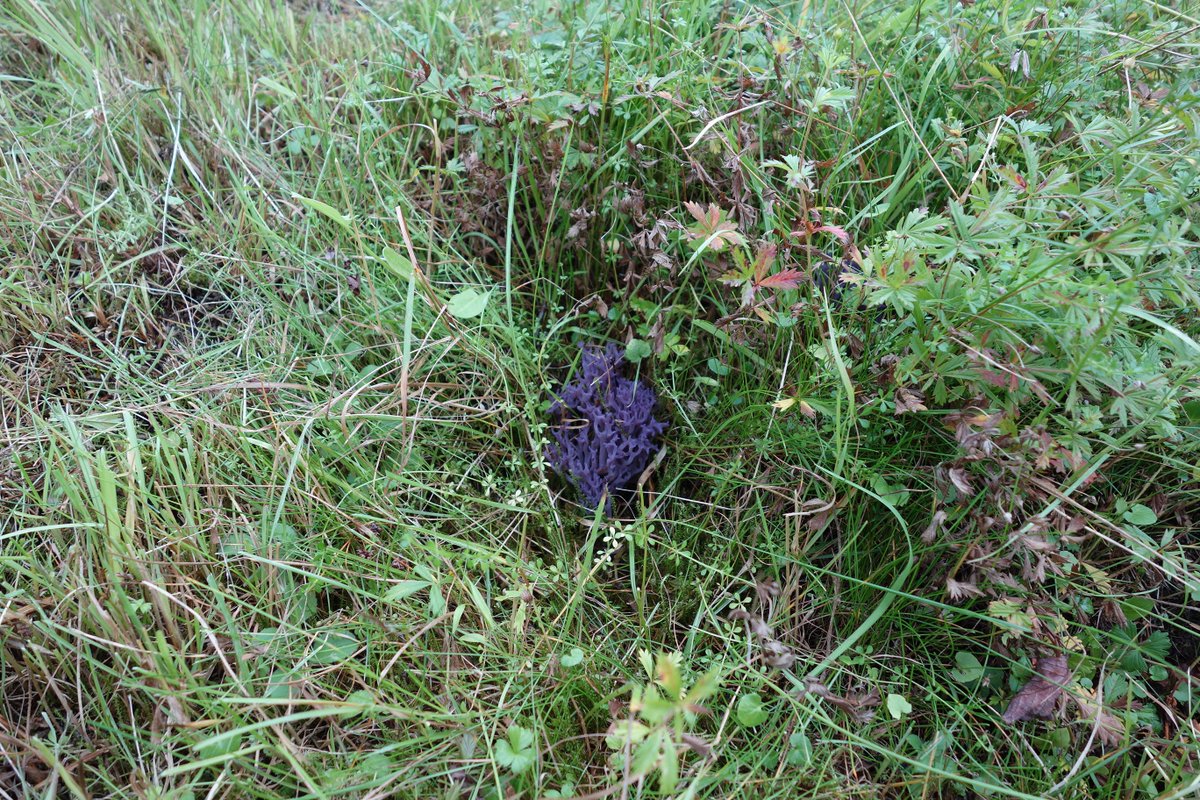 Hermod Nitter tweet media