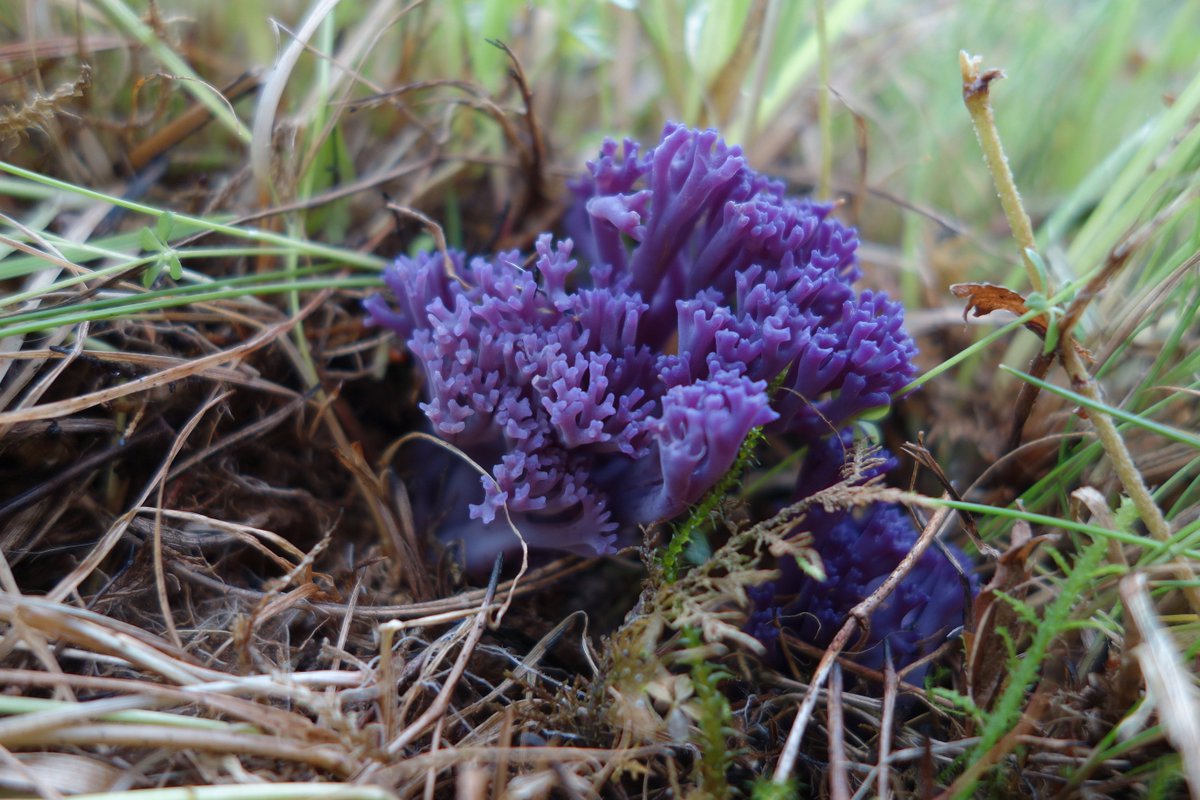 Hermod Nitter tweet media