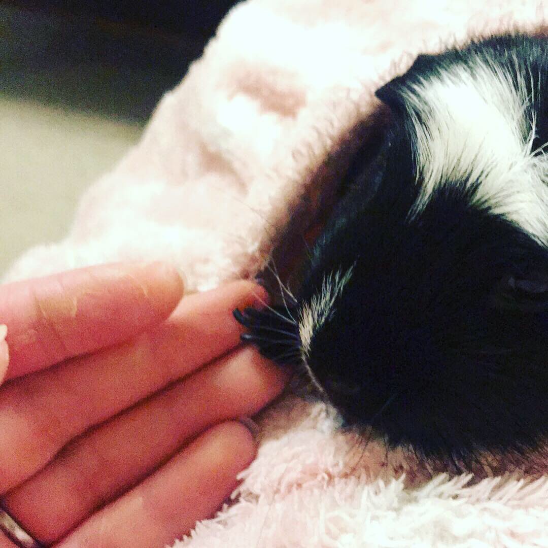 SpecsLady_Faye's tweet photo. Finally home after a whirlwind week. Fair to see this little guy was pleased to see his mom #guineapigs #pets #Sightcare2018 #SightCareConference #OptomPig https://t.co/60UCfzRnKB